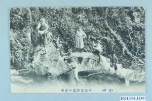 New book chapter: ‘”Please reseed”: Camphor, Turpentine, and the Agrogeographies of Celluloid Cinema’