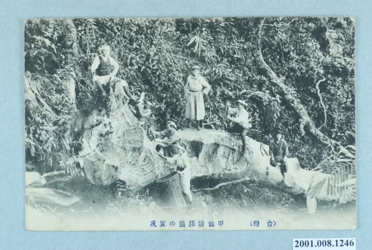 New book chapter: ‘”Please reseed”: Camphor, Turpentine, and the Agrogeographies of Celluloid Cinema’
