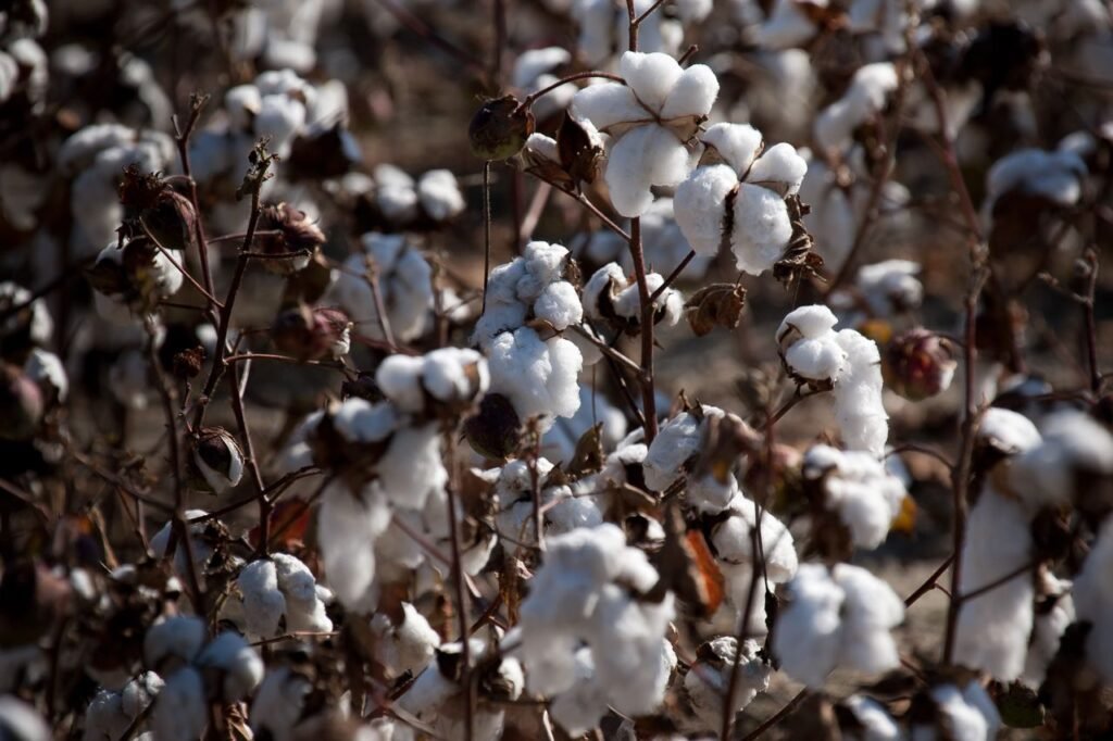 pexels-photo-2889370 Detailed view of cotton boll plants ready for harvest in a field.