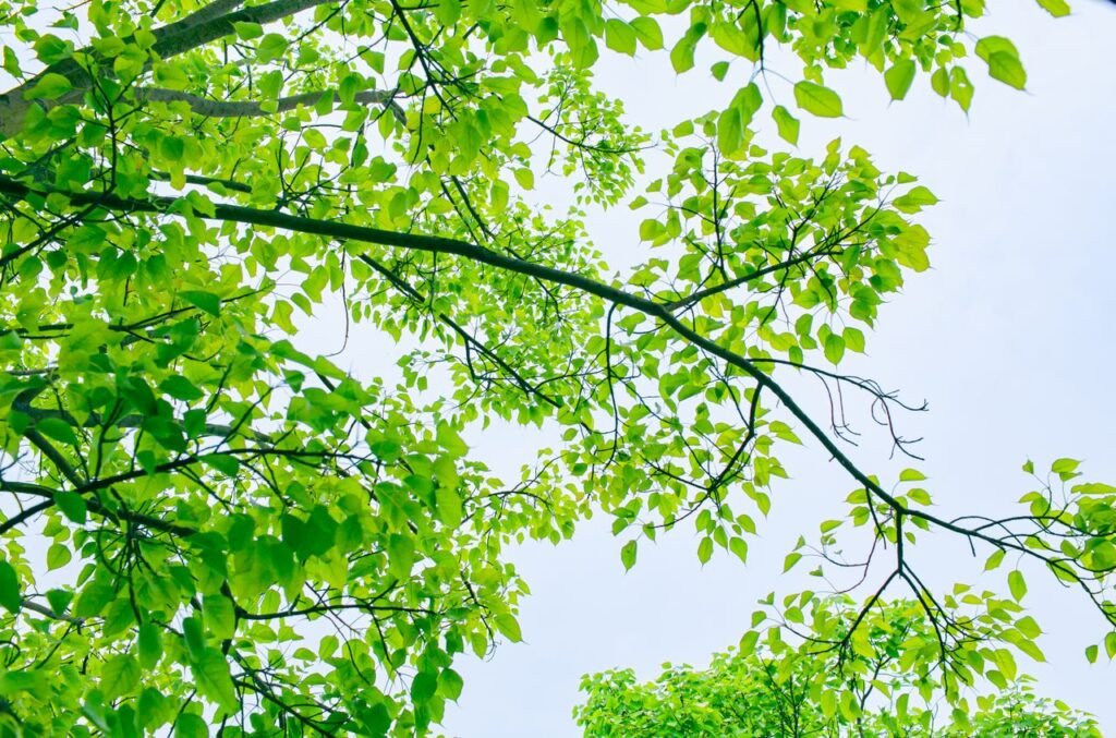 pexels-photo-37272788 Vibrant green leaves on tree branches with a clear blue sky in the background. Perfect for nature themes.